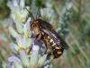 Anthidium septemspinosum